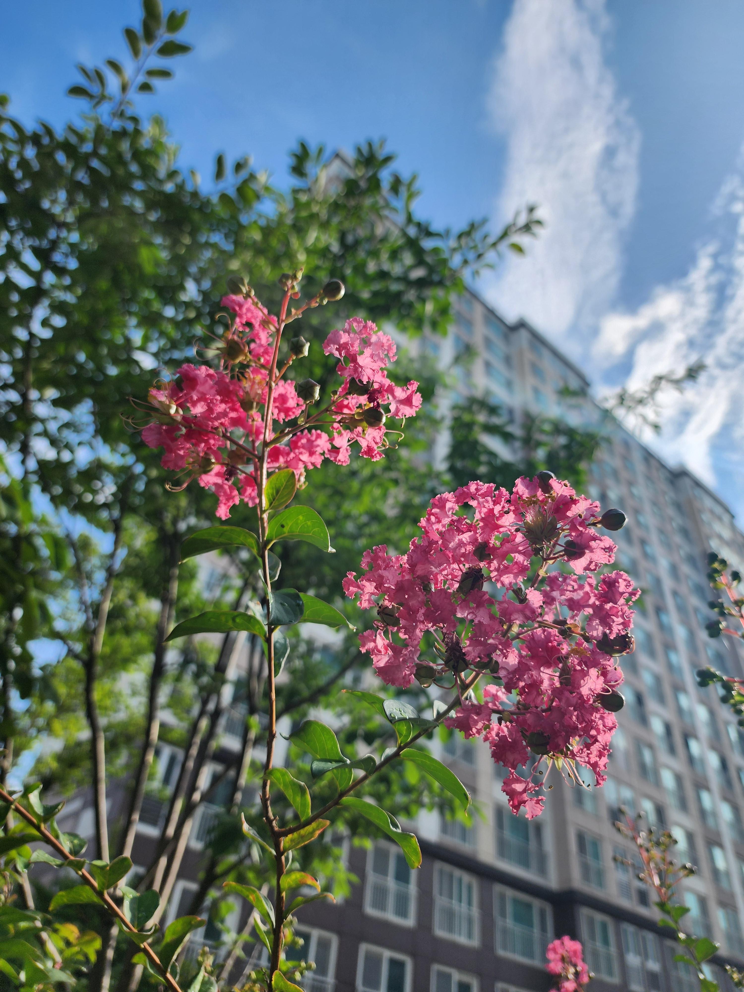 백일 동안 피어나는 나무, 배롱나무 &ndash; 여름 햇살 아래 핀 부귀의 꽃
