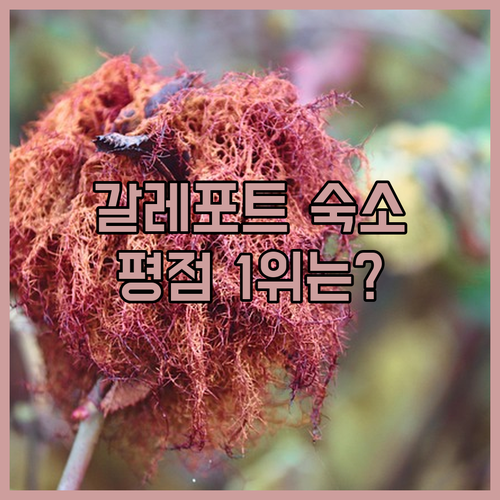 갈레 포트 숙소 추천 평점 좋은 베스..