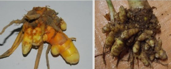 강황과 울금 사진