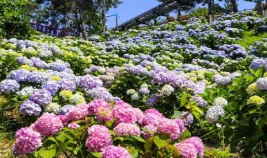 장생포 수국축제