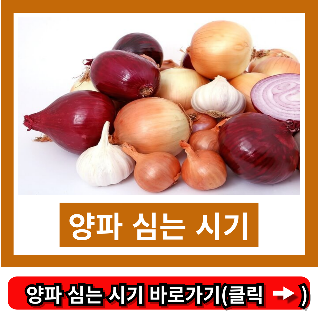 양파 심는 시기