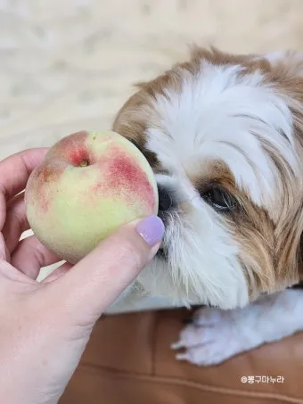 강아지 천도복숭아 먹어도 될까 안전한 급여 방법_17