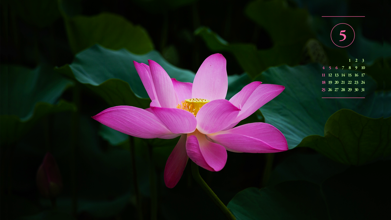11 연꽃잎 사이로 보이는 꽃턱 A - 2025년5월 노트북배경화면
