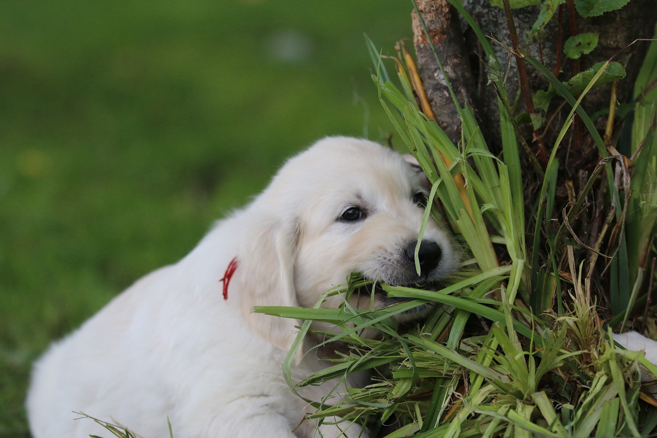 강아지 후각 관련 사진