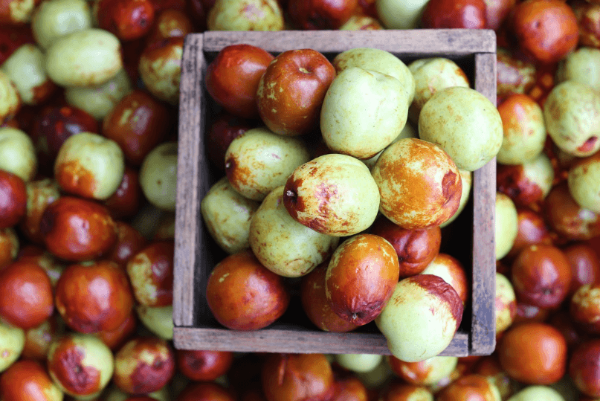 가을 햇 생대추