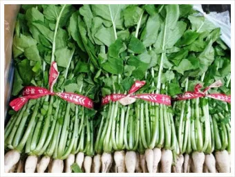 열무 심는 시기 재배 방법_6