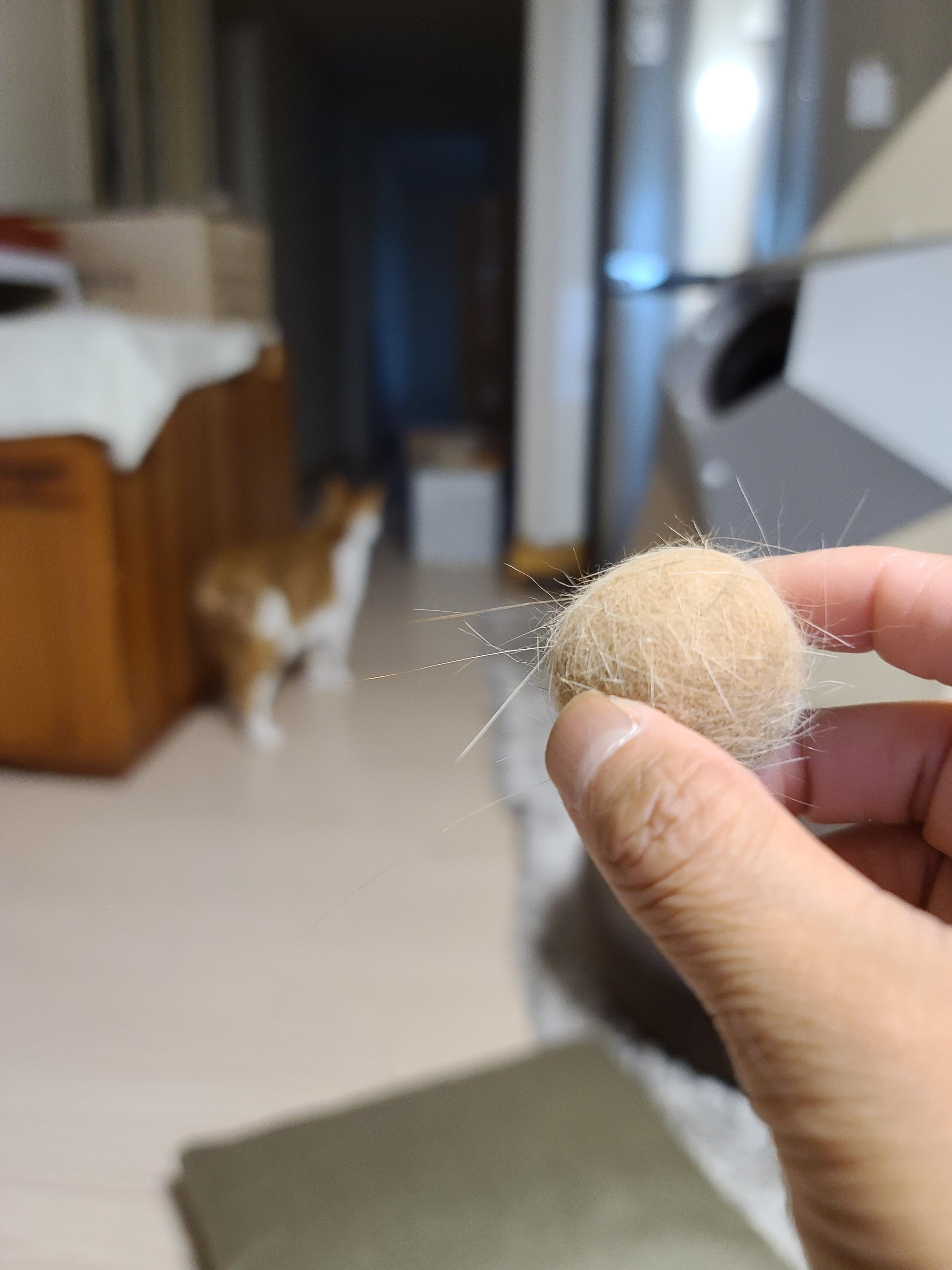 고양이들 털빗기..아니 고양이들 털공만들기.