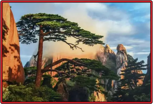 운무와-파란-하늘이-어우러져-아름다운-모습을-보이는-영객송