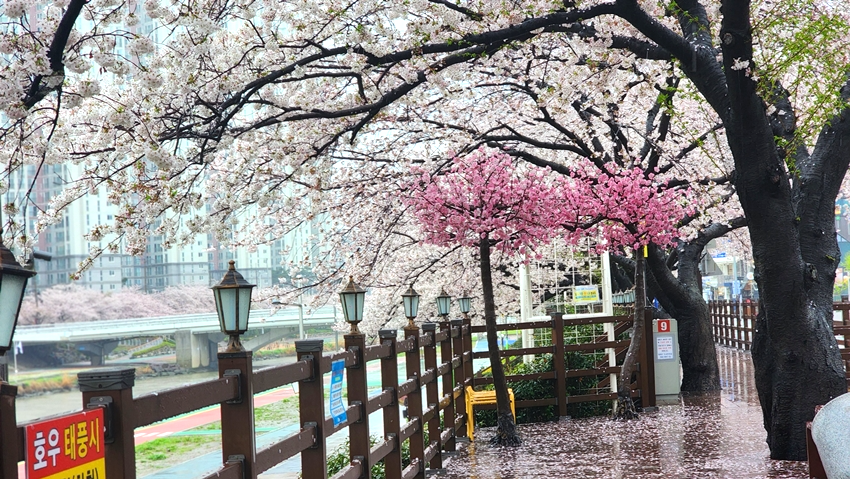 온천천 벚꽃