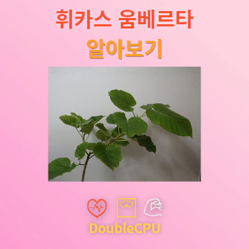 휘카스 움베르타 꽃말 및 탐구