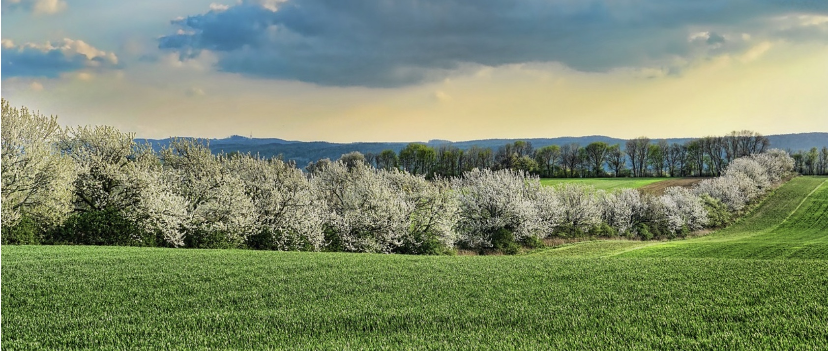 부산 &amp; 경남 벚꽃 차박 스팟 관련사진
