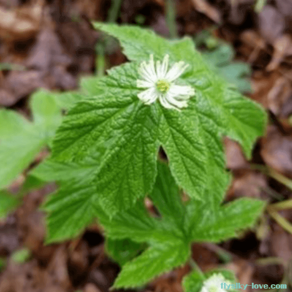 자연치유제 골든실