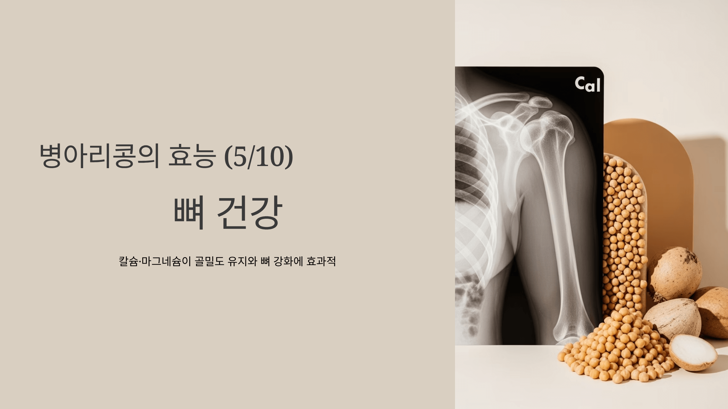 병아리콩 사진입니다.