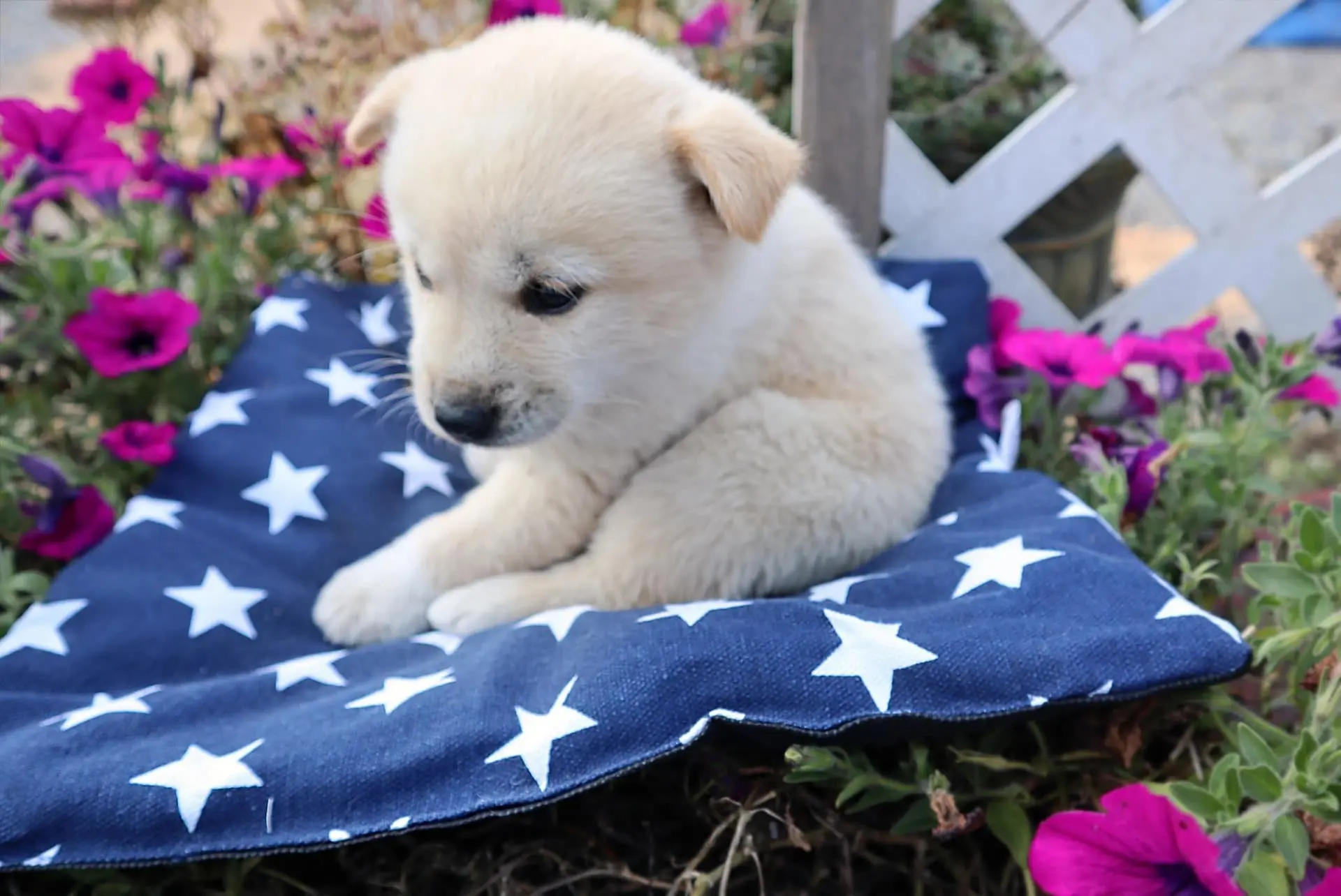 2026 수원 케이펫페어 총정리|참가업체·부스·사전등록·사료·유모차·주차까지
