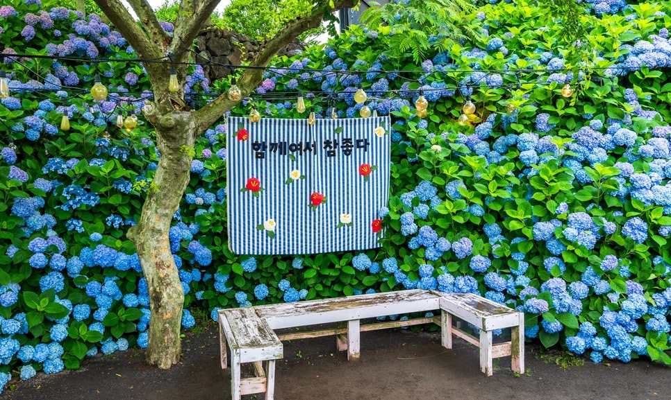 제주 마노르블랑 수국축제