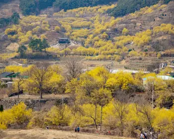 구례 산수유축제_10
