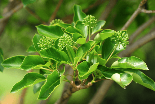 황칠나무 효능01