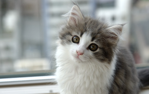 쳐다보는 고양이