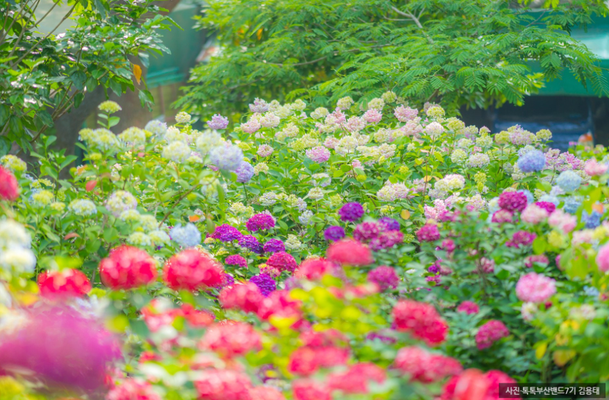 부산 태종대 수국 명소 완전 정복! 개화시기부터 수국축제, 포토존까지