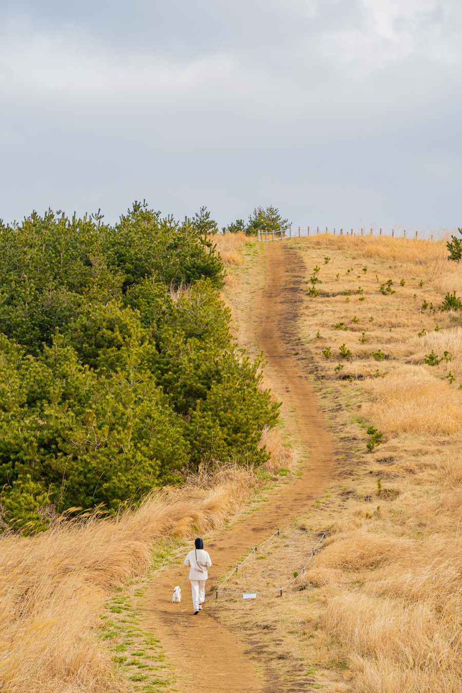 용눈이 오름 정상 둘레길