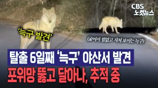 늑구 포획 실패 마취총 드론 재수사