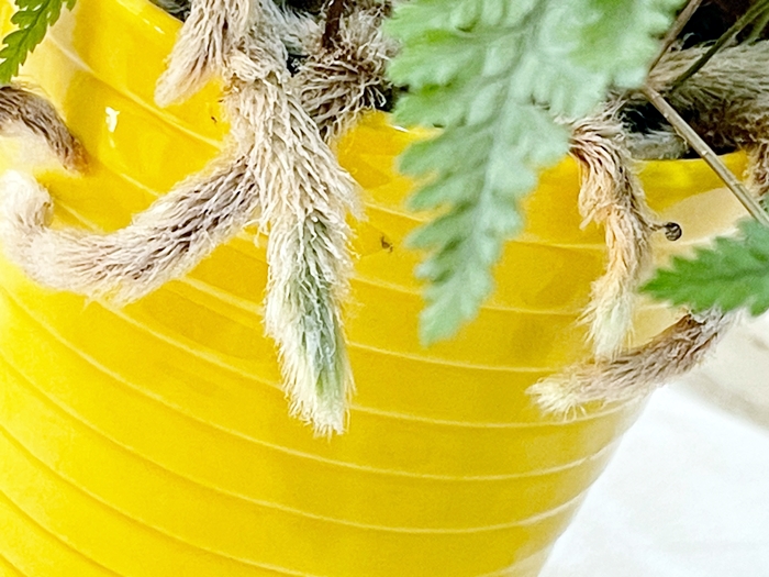 공기정화식물-넉줄고사리