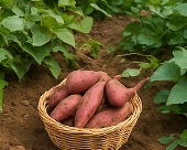 고구마 수확시기