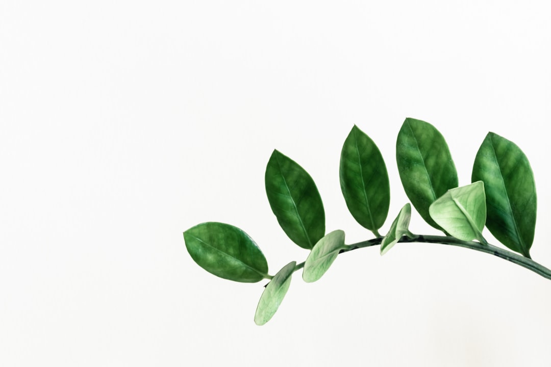 Plant.