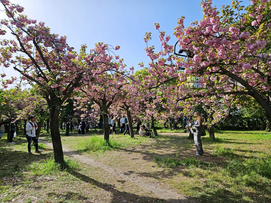 오사카 자유여행, 오사카성 겹벚꽃 활짝 위치 만개 상황