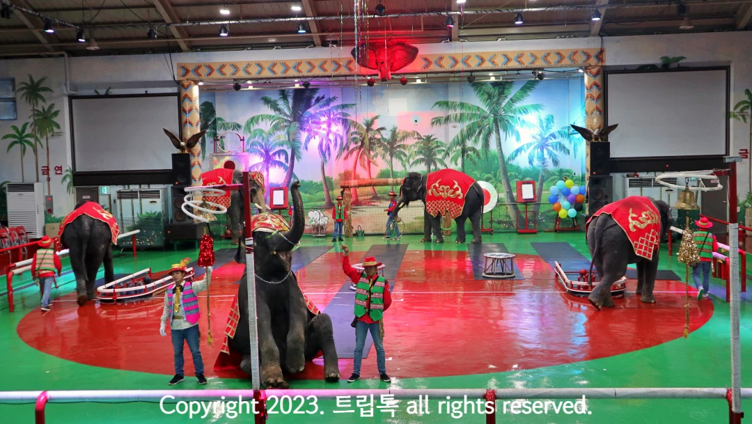 바닥에 앉아 코로 훌라후프 돌리는 제주 코끼리