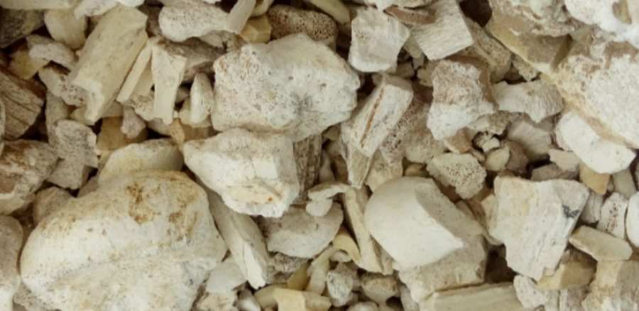 야생에서 채취를 한 용골을 깨끗하게 세척을 한 후에 건조시킨 것을 바닥에 수북하게 놓아두고 찍은 사진