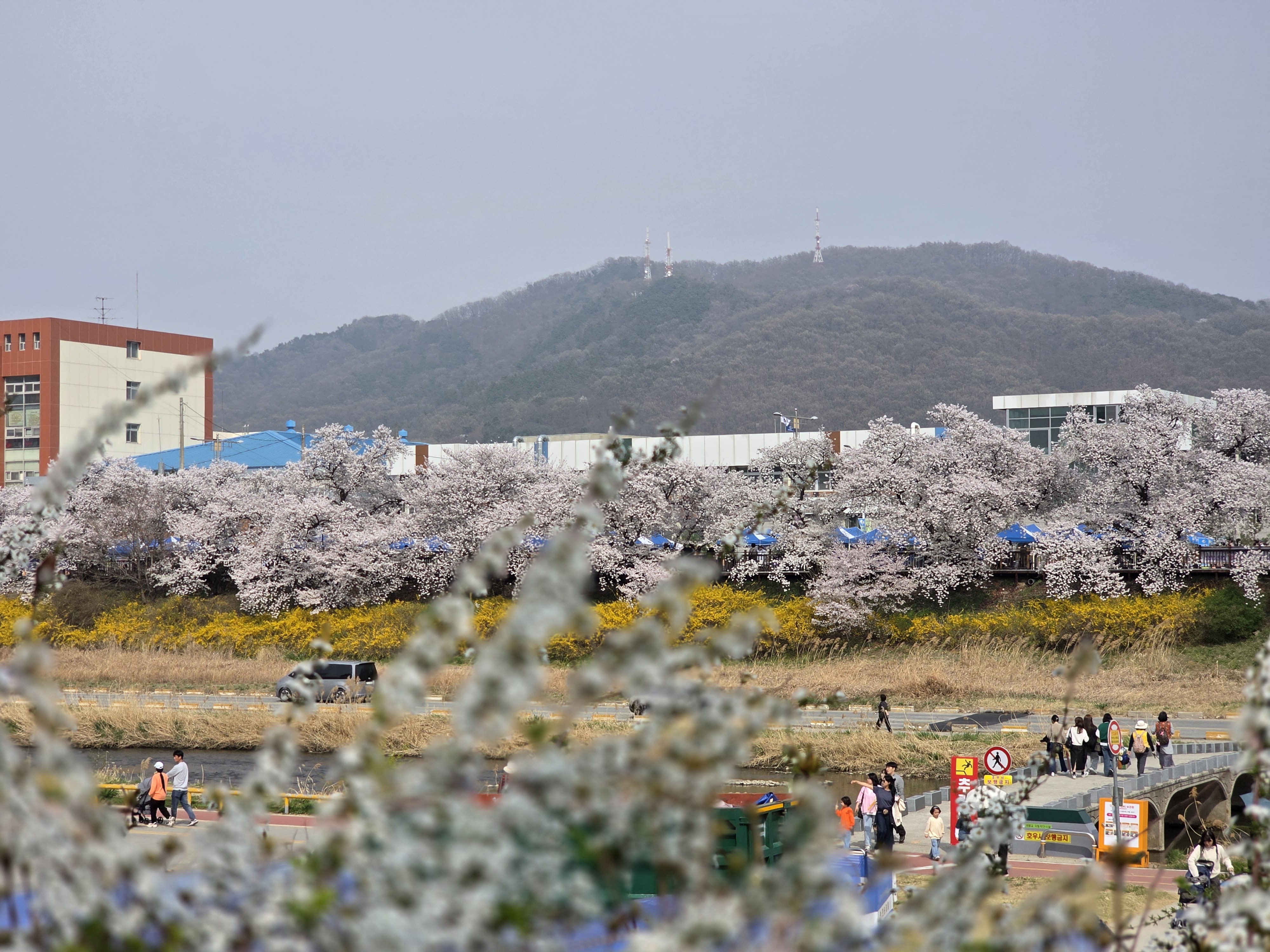 무심천 벚꽃과 개나리가 함께 보였던 포인트