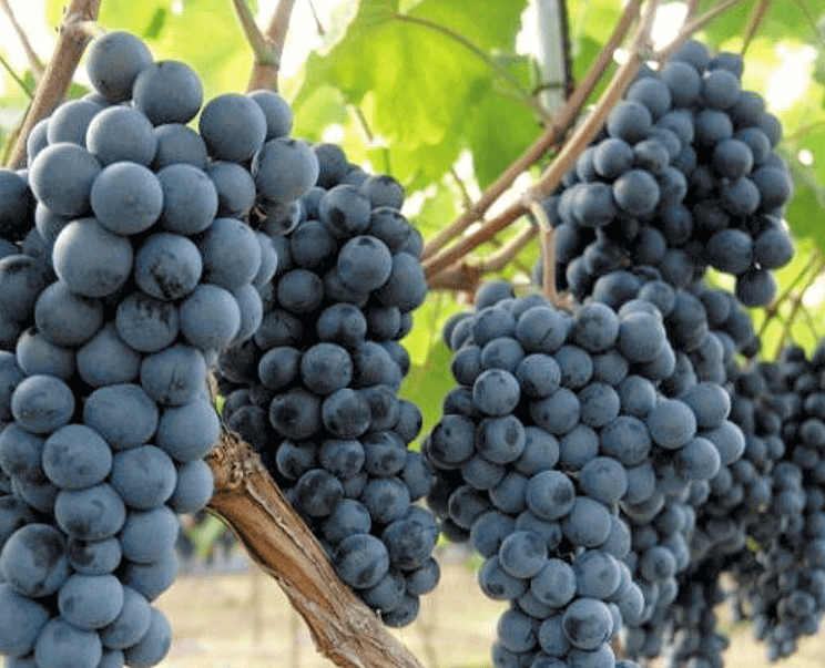 머루포도