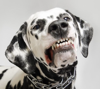 웃는 얼굴의 달마시안.