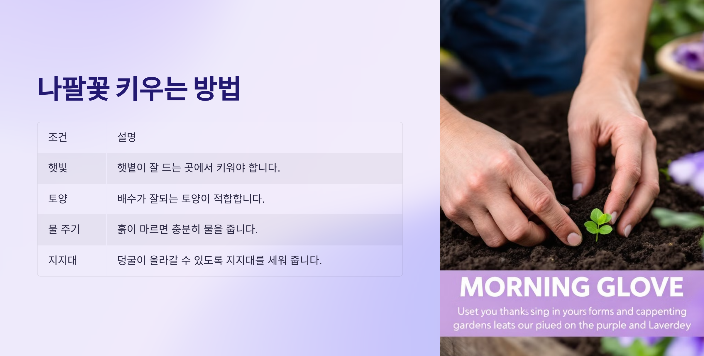 나팔꽃 사진