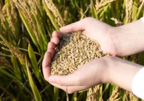 쌀 효능 부작용