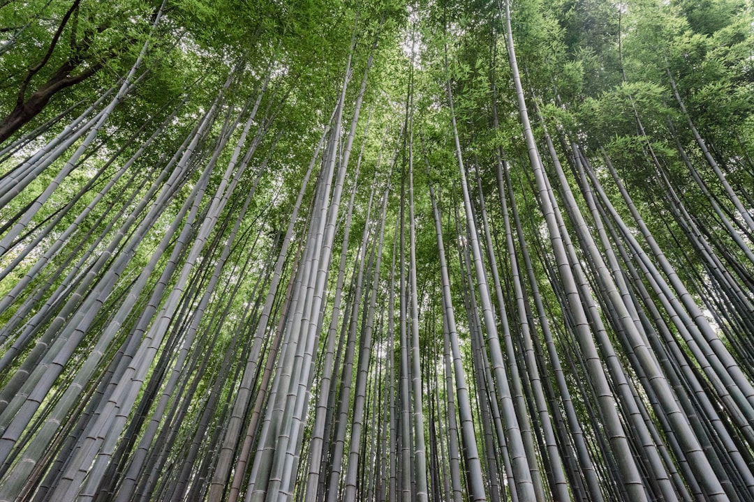 Bamboo