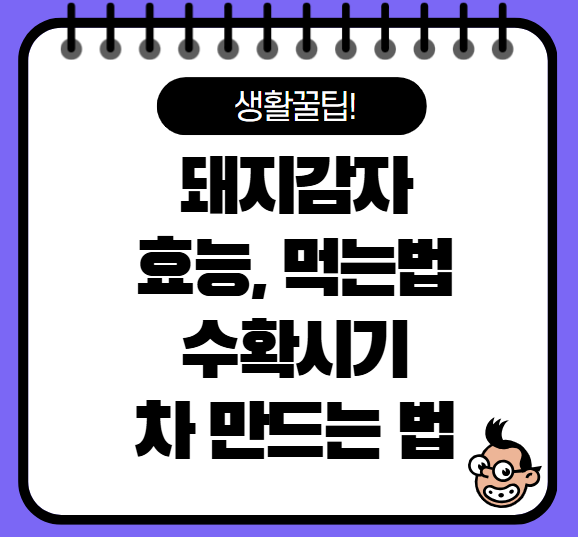 돼지감자 효능 먹는 방법, 수확 시기, 차 만드는 법 확인