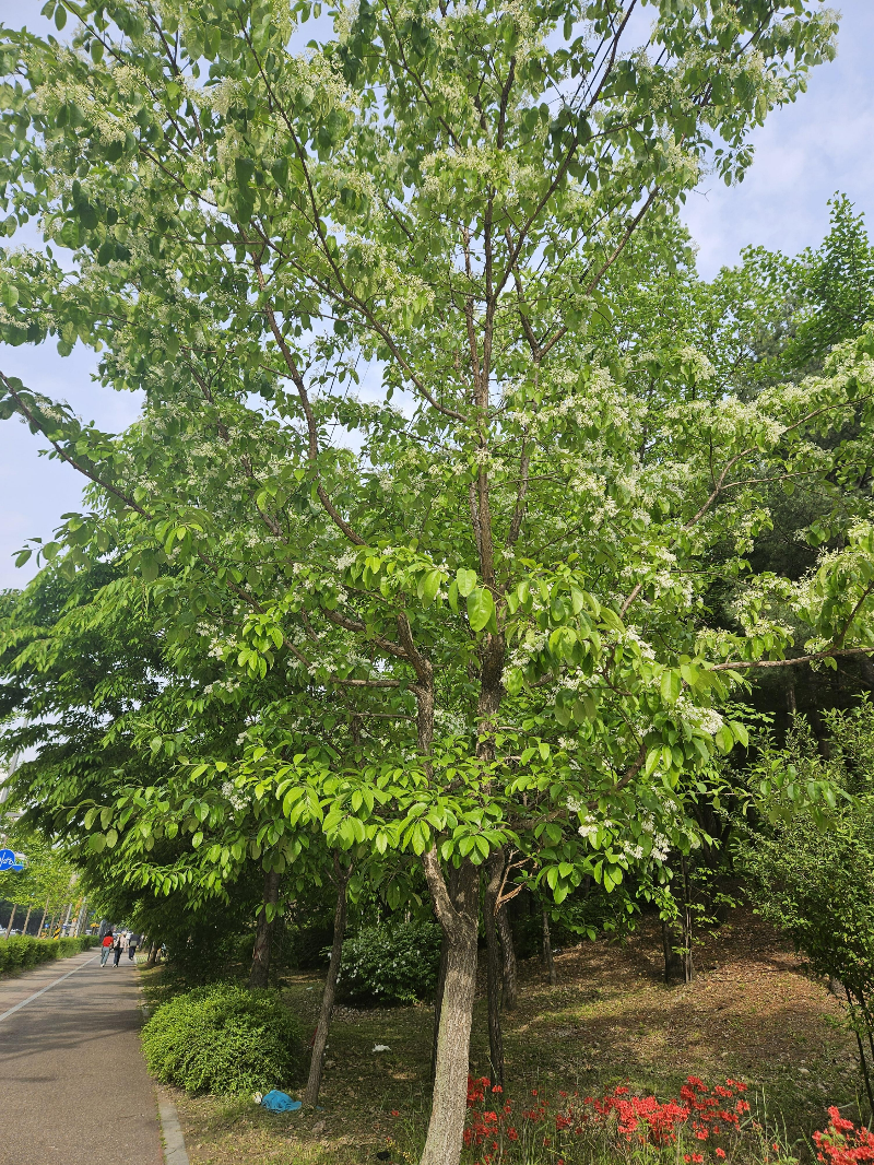 이팝나무 수형2