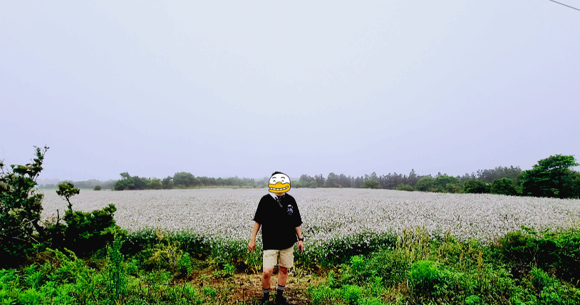 올레2코스 대수산봉 하산 후 하얀 꽃의 무 밭이 멀리까지 파도처럼 일렁이는 모습