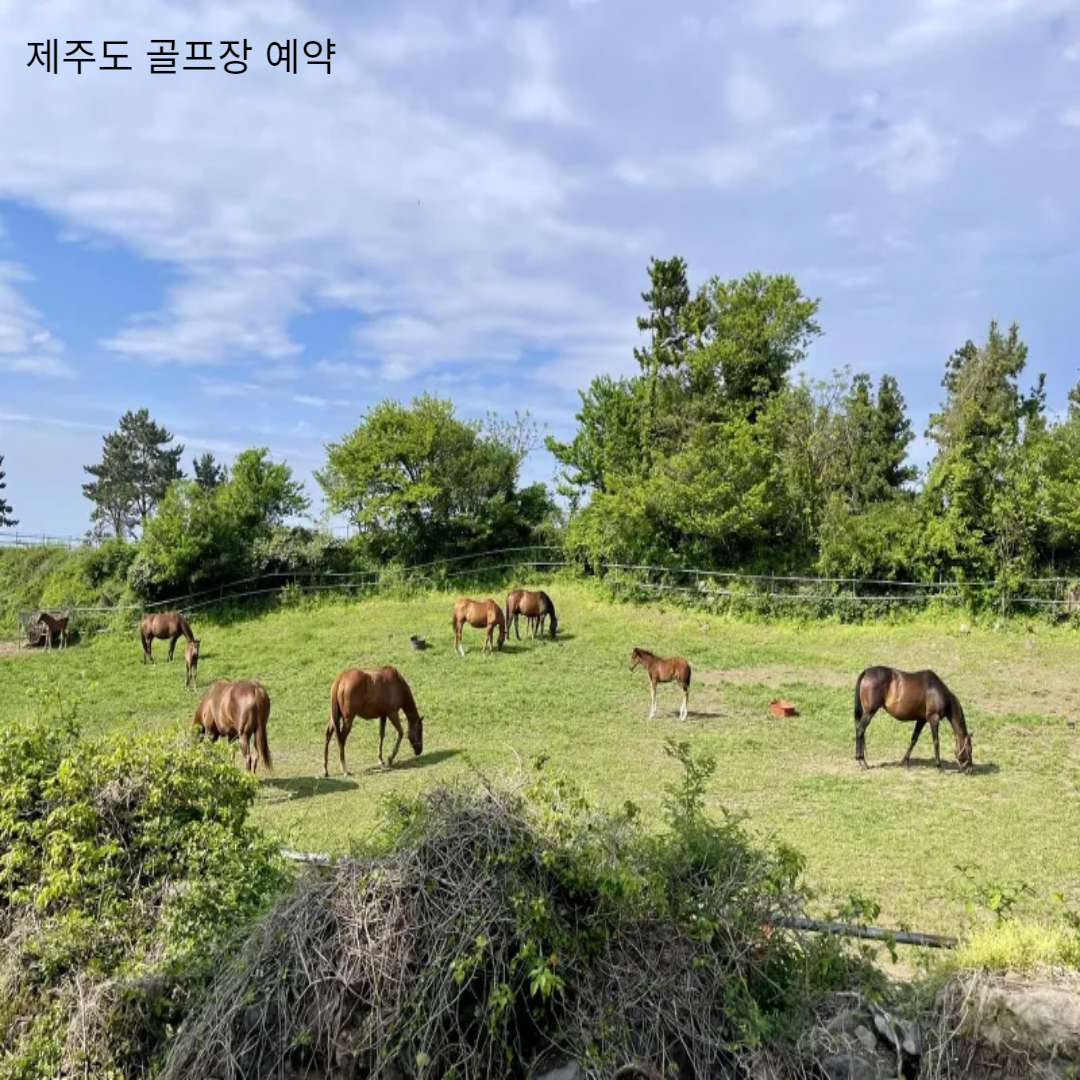 제주도 목장에서 풀을 뜯는 말들의 모습