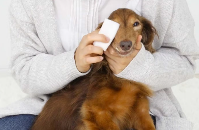 눈을 치료하는 강아지