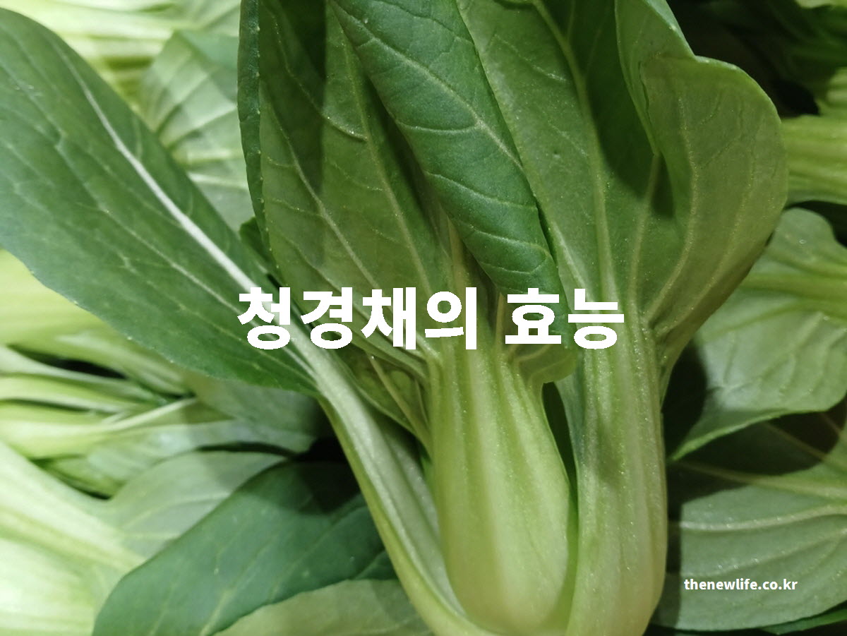 청경채 효능 대표 실사진