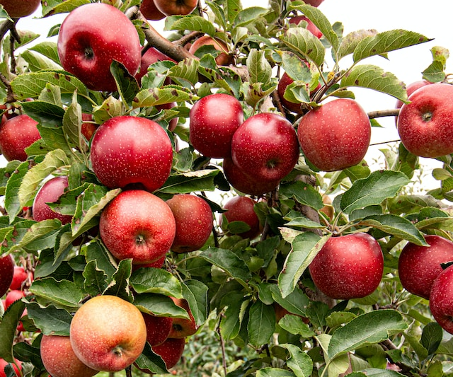 아누카 사과 이미지