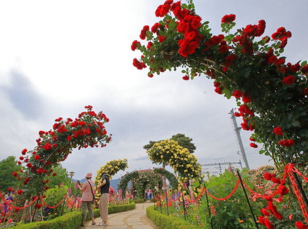 곡성장미축제 기간 입장료 