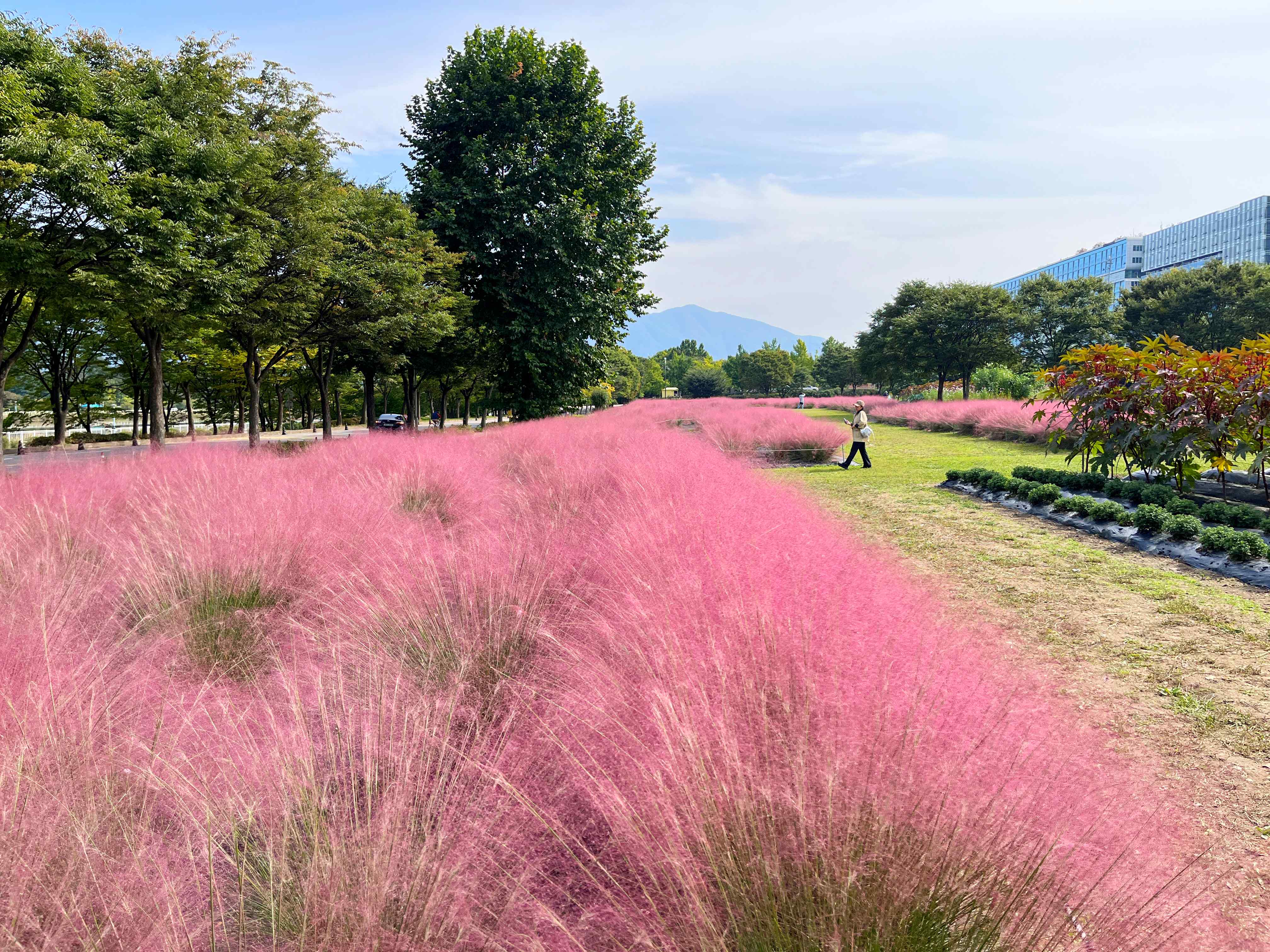 하남 미사경정공원 핑크뮬리