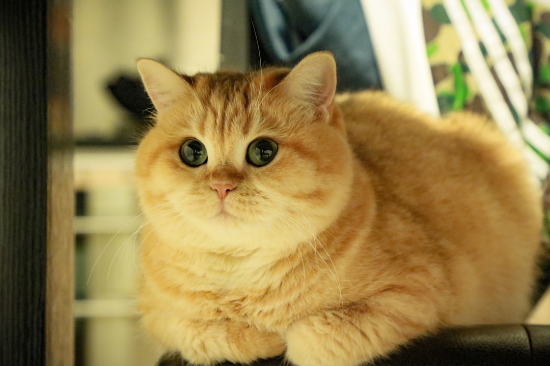 Visceral fat.