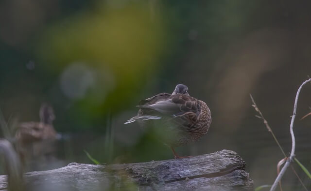 SNS 를 벗어난 아보하