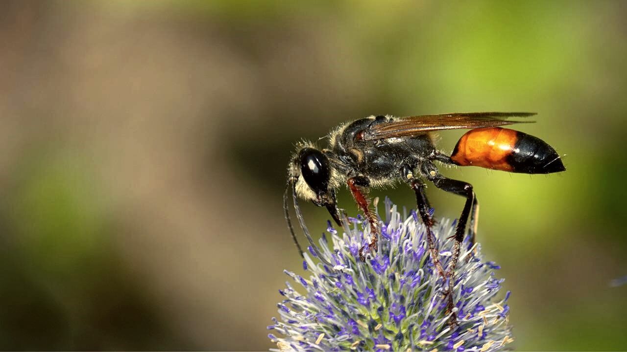 꽃-위에-있는-벌