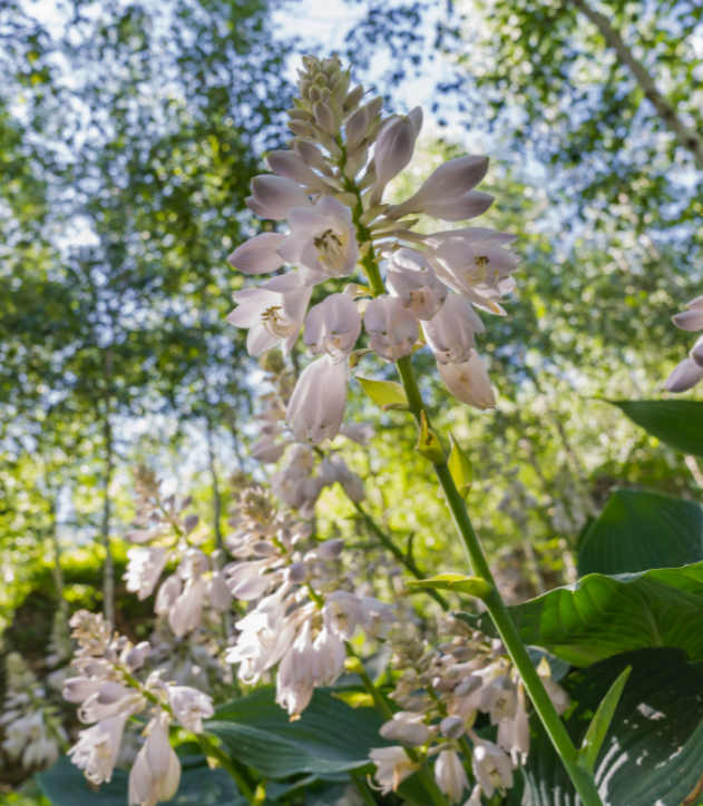 화담숲 모노레일 이용 정보